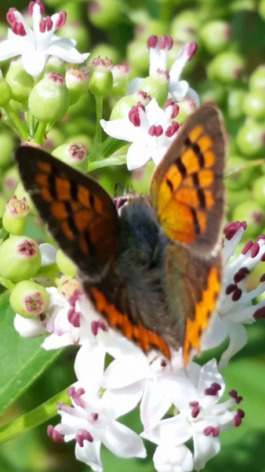 Riconoscimento farfalla 2? Lycaena phlaeas - Lycaenidae